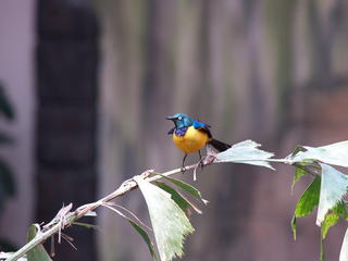 Blue and yellow bird