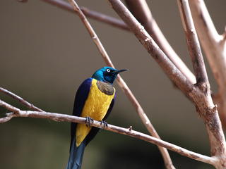 Blue and yellow bird #2
