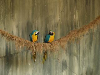 Love parrots #2