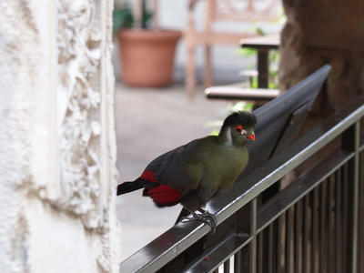 Green and red bird