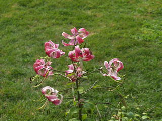 Oriental hybrid lily