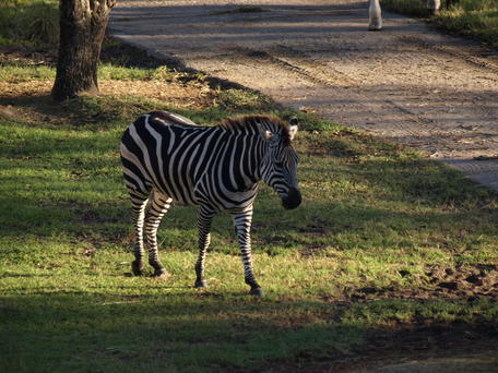 Grant's zebra #2