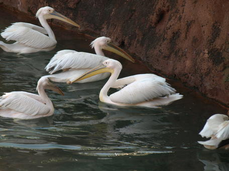 Pink-backed pelicans #3