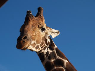 Giraffe #4