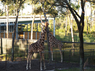 Giraffes #4