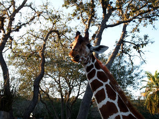 Giraffe #7
