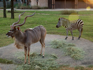 Greater kudu and Grant's zebra