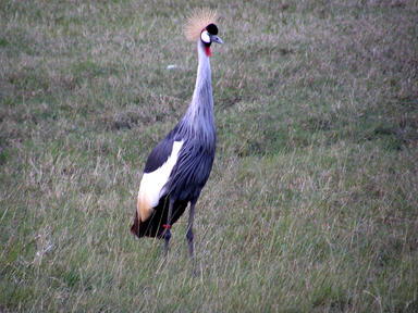 Great crowned crane