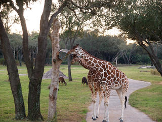 Giraffes #6
