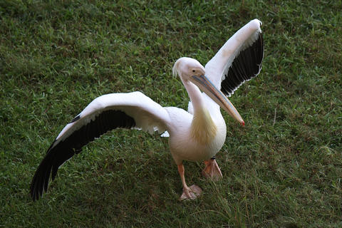 Pink-backed pelican #2