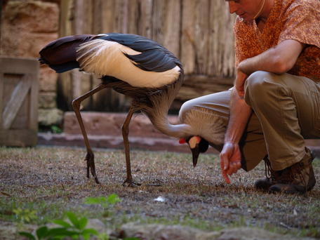 Great crowned crane #4