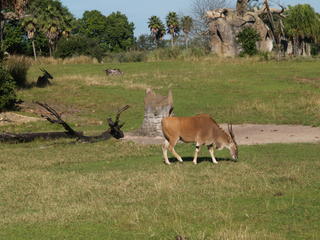 Greater Kudu #2
