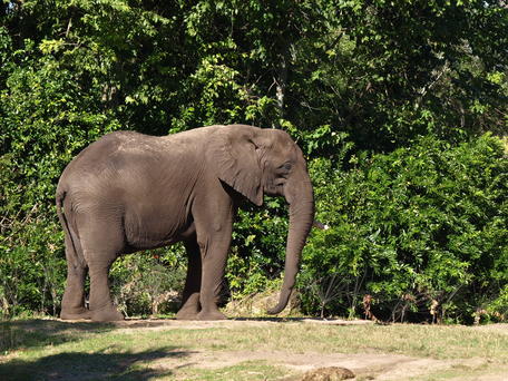 African Elephant #3