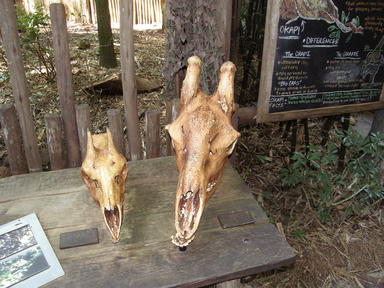 Okapi skull