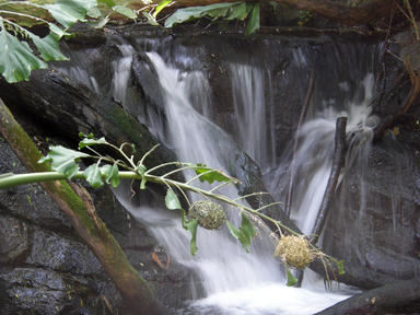 Waterfall in the Pangani forest #2