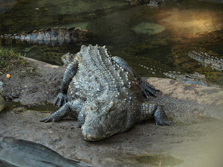 Nile crocodile #2