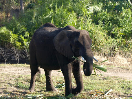 African elephant #2