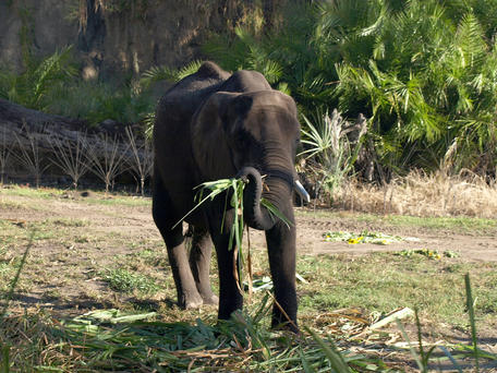 African elephant #3