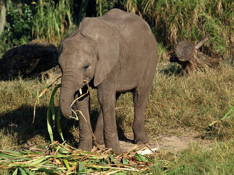 African elephant #4