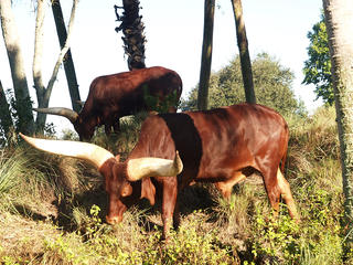 Anikole Cattle #2