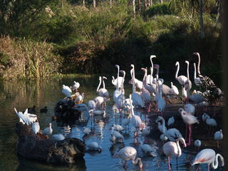 Flamingo island