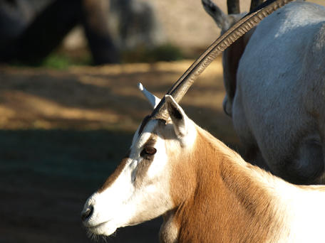Scimitar-horned Oryx #2