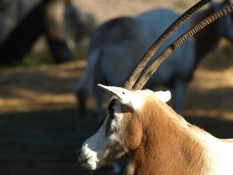 Scimitar-horned Oryx #3