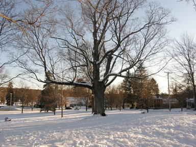 Tree in winter