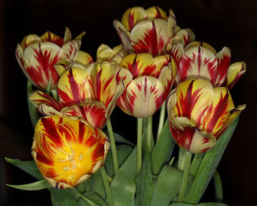 Tulips #4