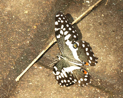 Butterfly #21