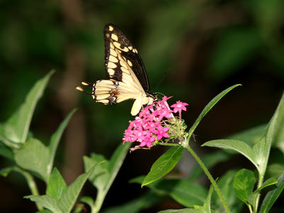 Butterfly #19