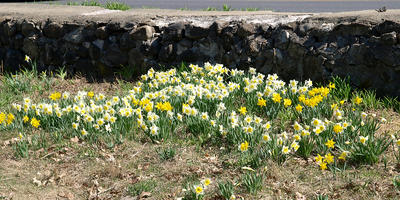 Concord daffodils
