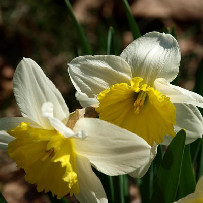 Concord daffodils #2