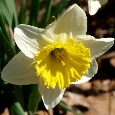 Concord daffodils #3