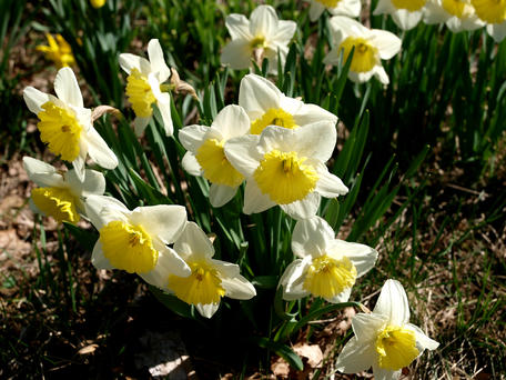 Concord daffodils #4
