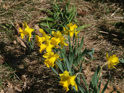 Concord daffodils #5