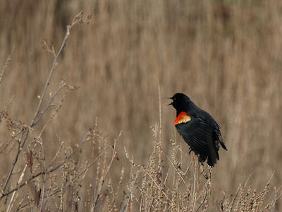 Red-wing blackbird #3