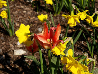 Red tulip #2