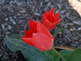 Red tulip #4