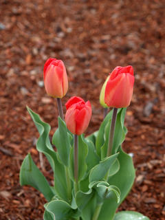 Tulips #5