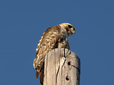 Red-tailed hawk #2