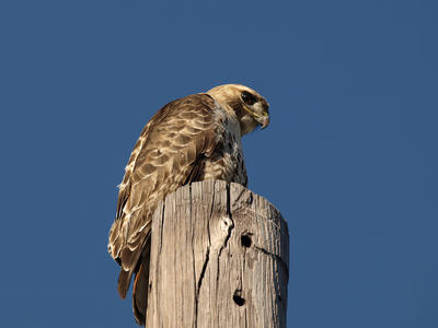 Red-tailed hawk #3