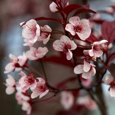 Flowering tree