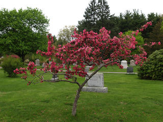 Spring in the graveyard