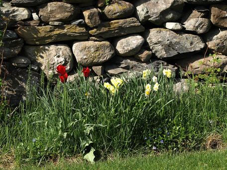 Flowers and stone wall #2