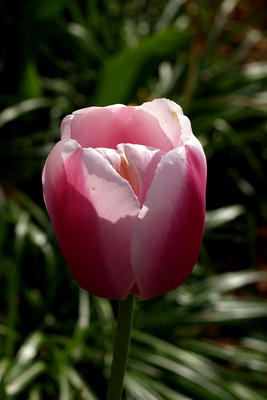 Purple and white tulip