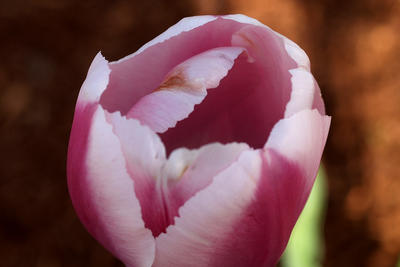 Purple and white tulip #2