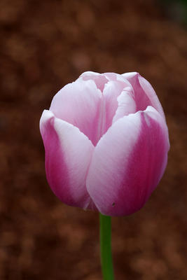 Purple and white tulip #3