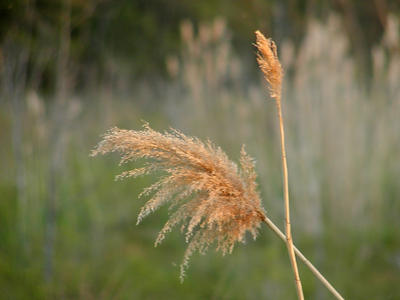 Grass stalk