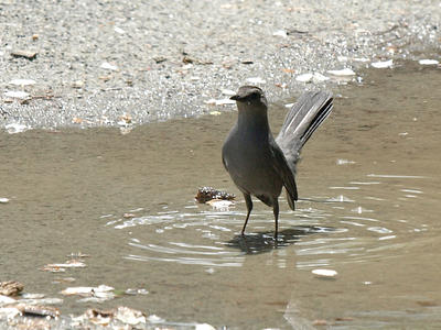Bird in a puddle